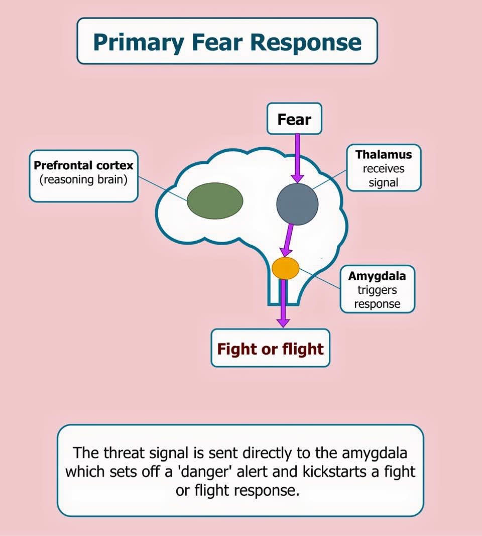 The Brain's Primary Fear Response. Source: Nature. Created using draw.io. Athena Vlachou