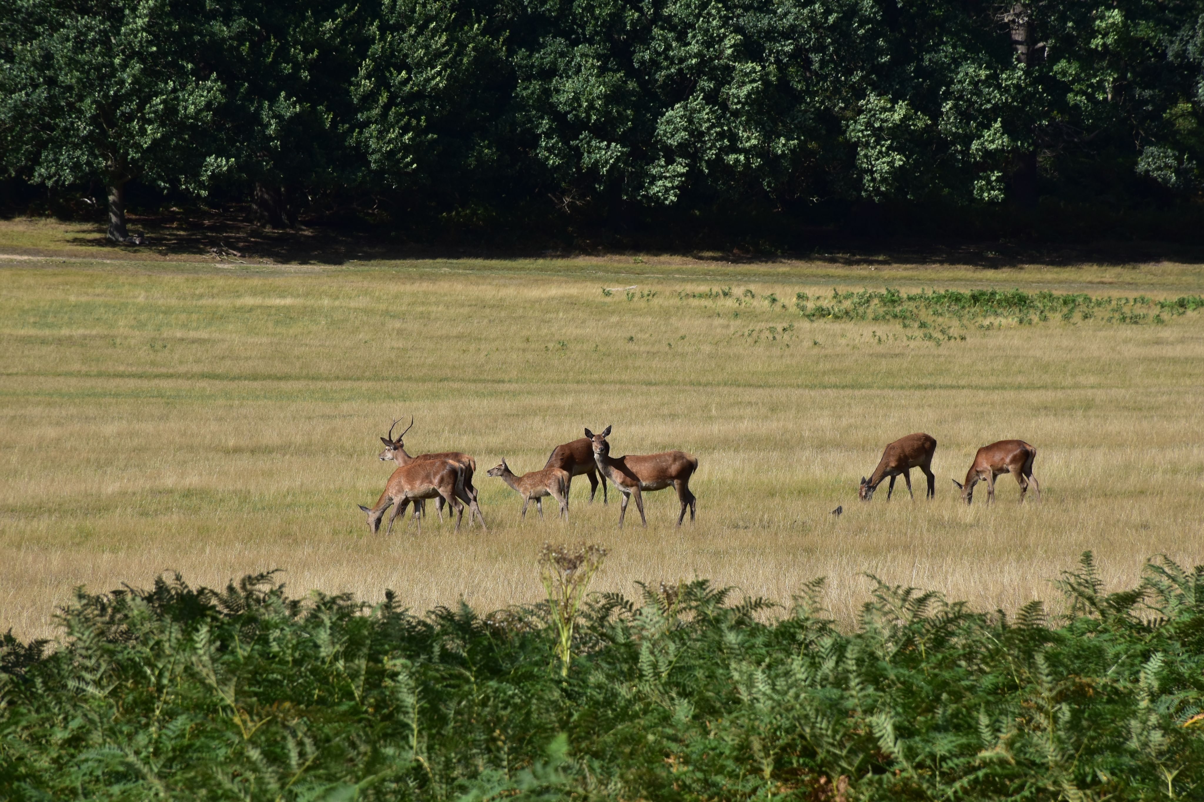 Photo of seven red deer standing in a green field in Richmond Park