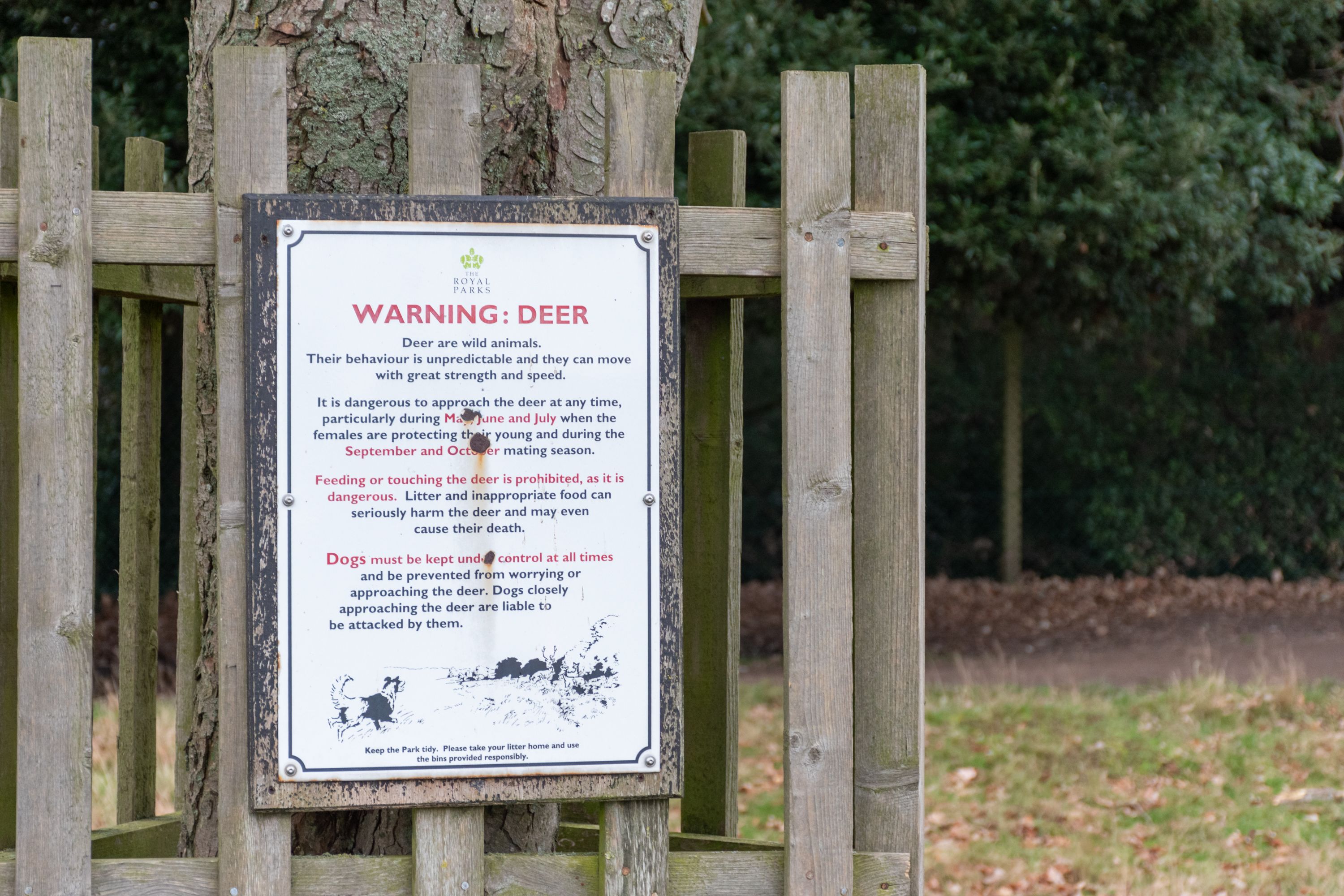 Photo of a sign attached to a wooden fence around a tree that says "Warning: Deer. Deer are wild animals. Their behaviour is unpredictable and they can move with great strength and speed. It is dangerous to approach the deer at any time, particularly during May, June and Juluy when the females are protecting their young an during the September and October mating season. Feeding or touching the deer is prohibited, as it is dangerous. Litter and inappropriate food can seriously harm the deer and may even cause their death. Dogs must be kept under control at all times and be prevented from worrying or approachign the deer. Dogs closely approaching the deer are liable to be attacked by them." Illustration of a border collie dog chasing a stag is underneath the text.