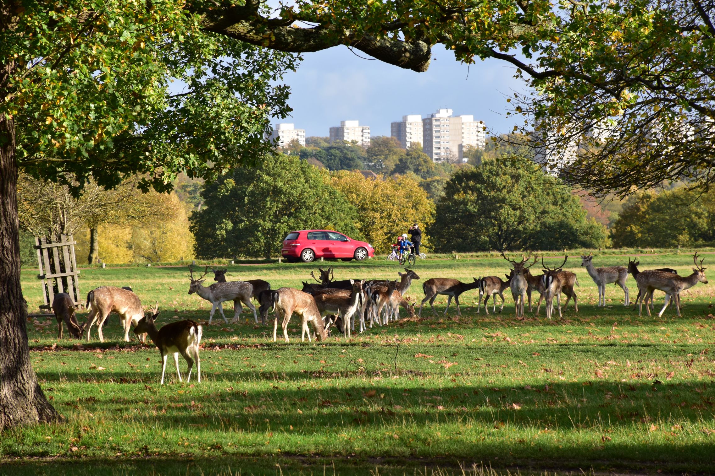 ‘A glorified farm’ the money behind the Royal Parks' deer cull