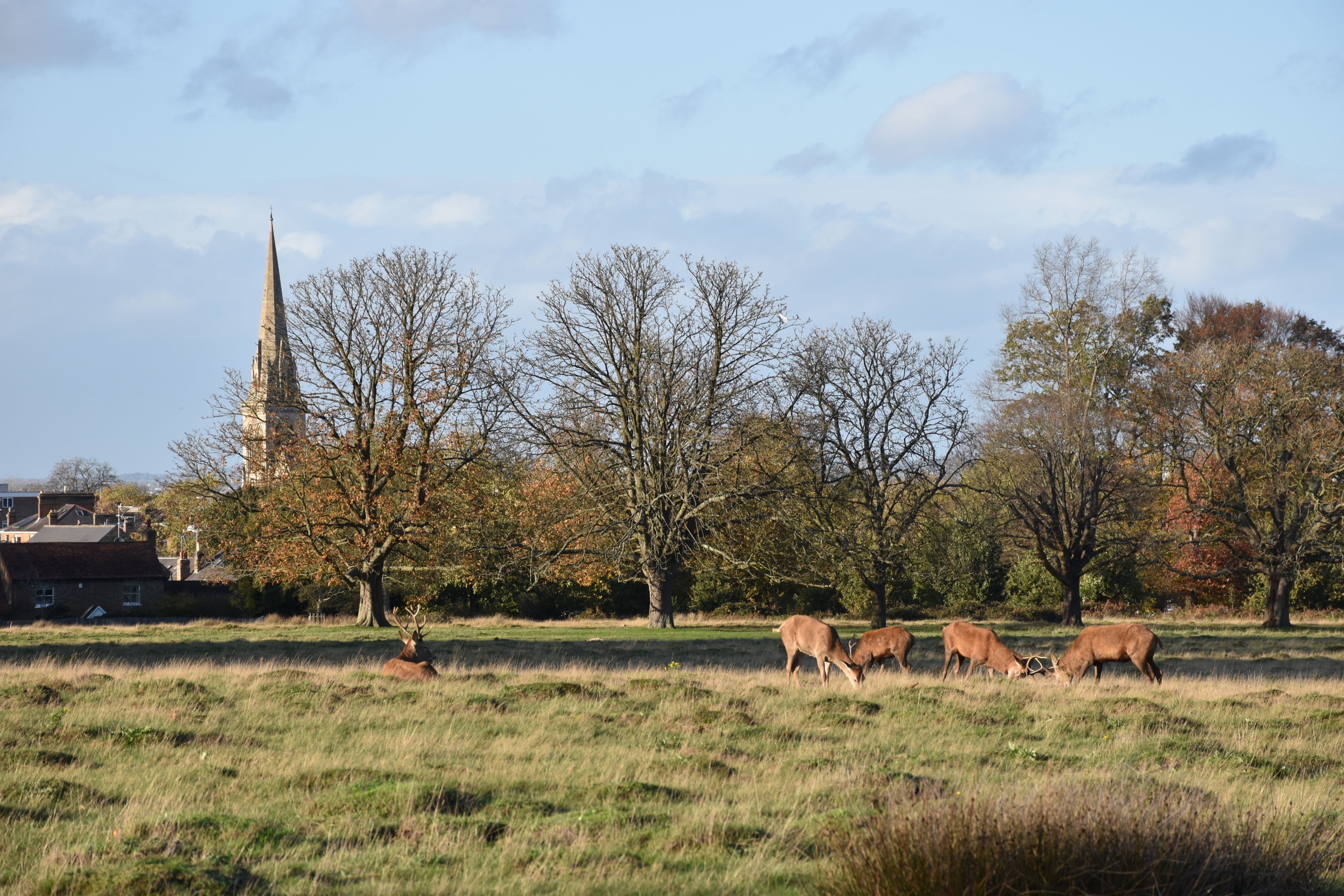 Photo of four red deer stags and hinds standing in a field grazing, and one stag lying down on the far left. In the background stands the spire of St Matthias Church.