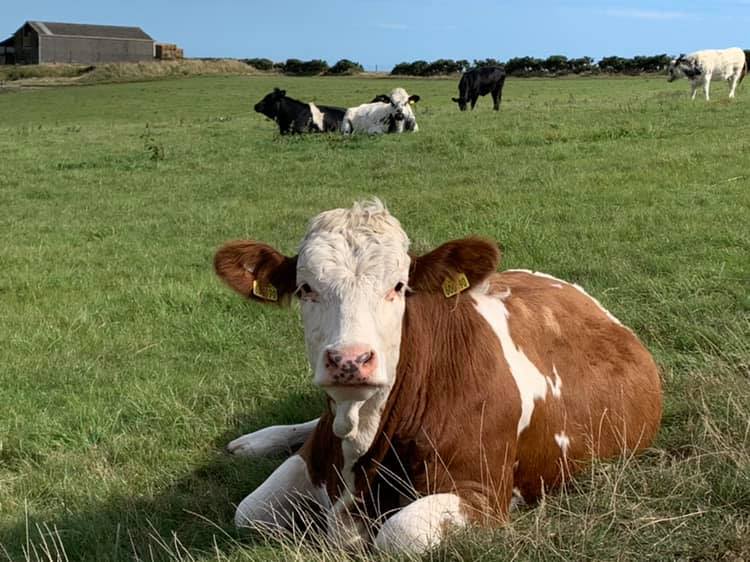 Cow lying on the grass