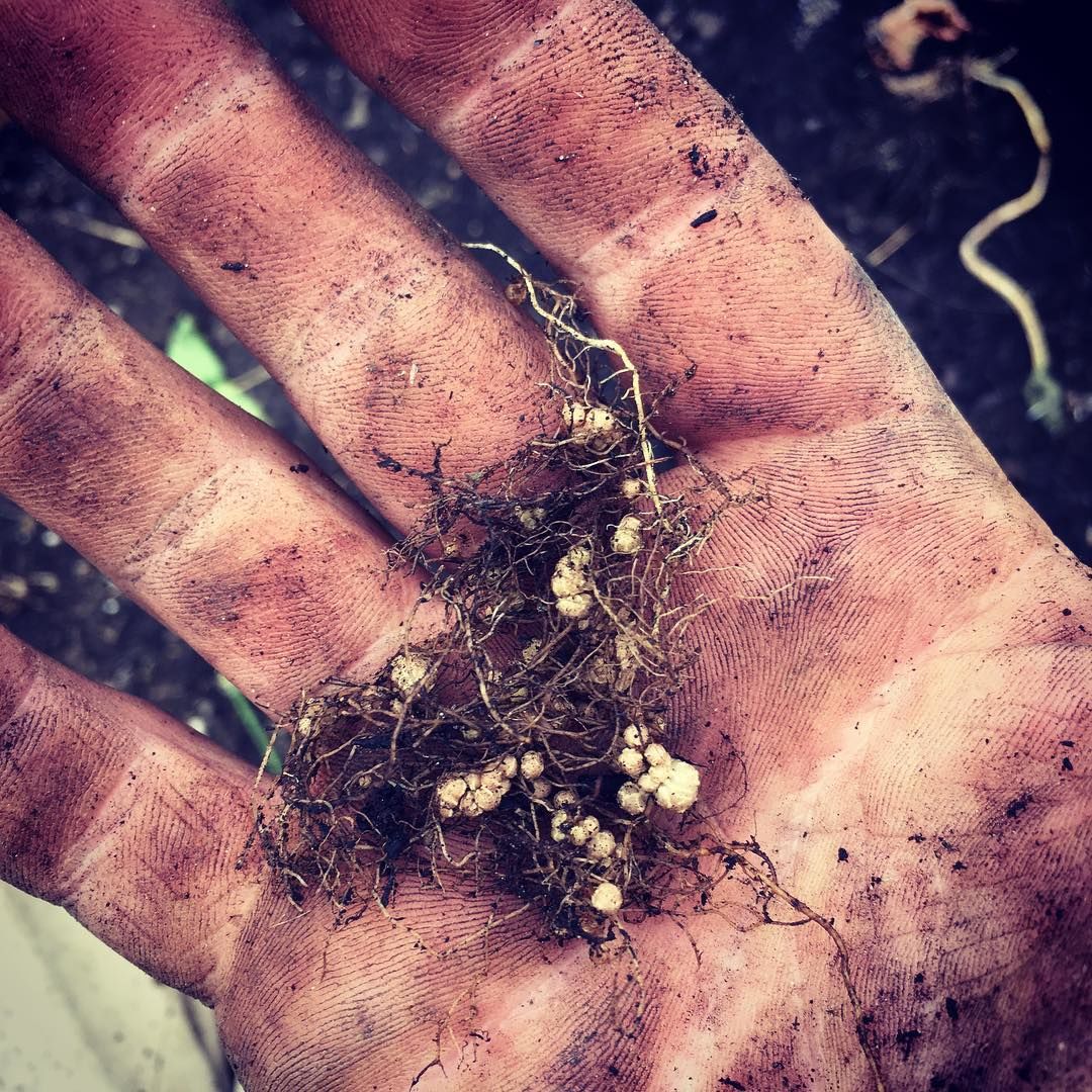 Small sprouts in the middle of a hand
