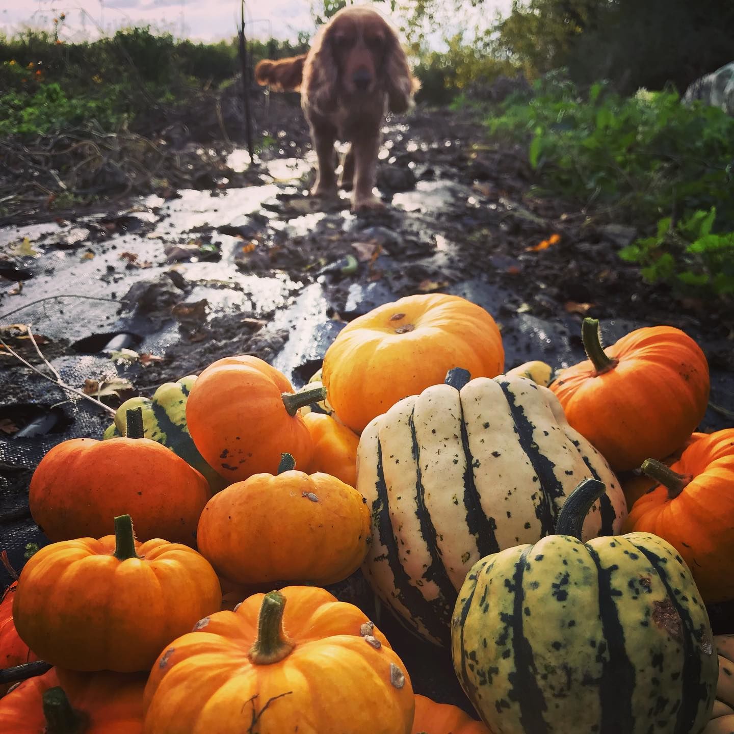 Cucurbits, pumpkins and squashes.