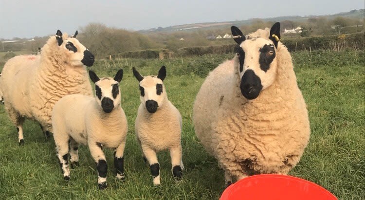Kerry Hills sheep at Rinaston Farm, Pembrokeshire