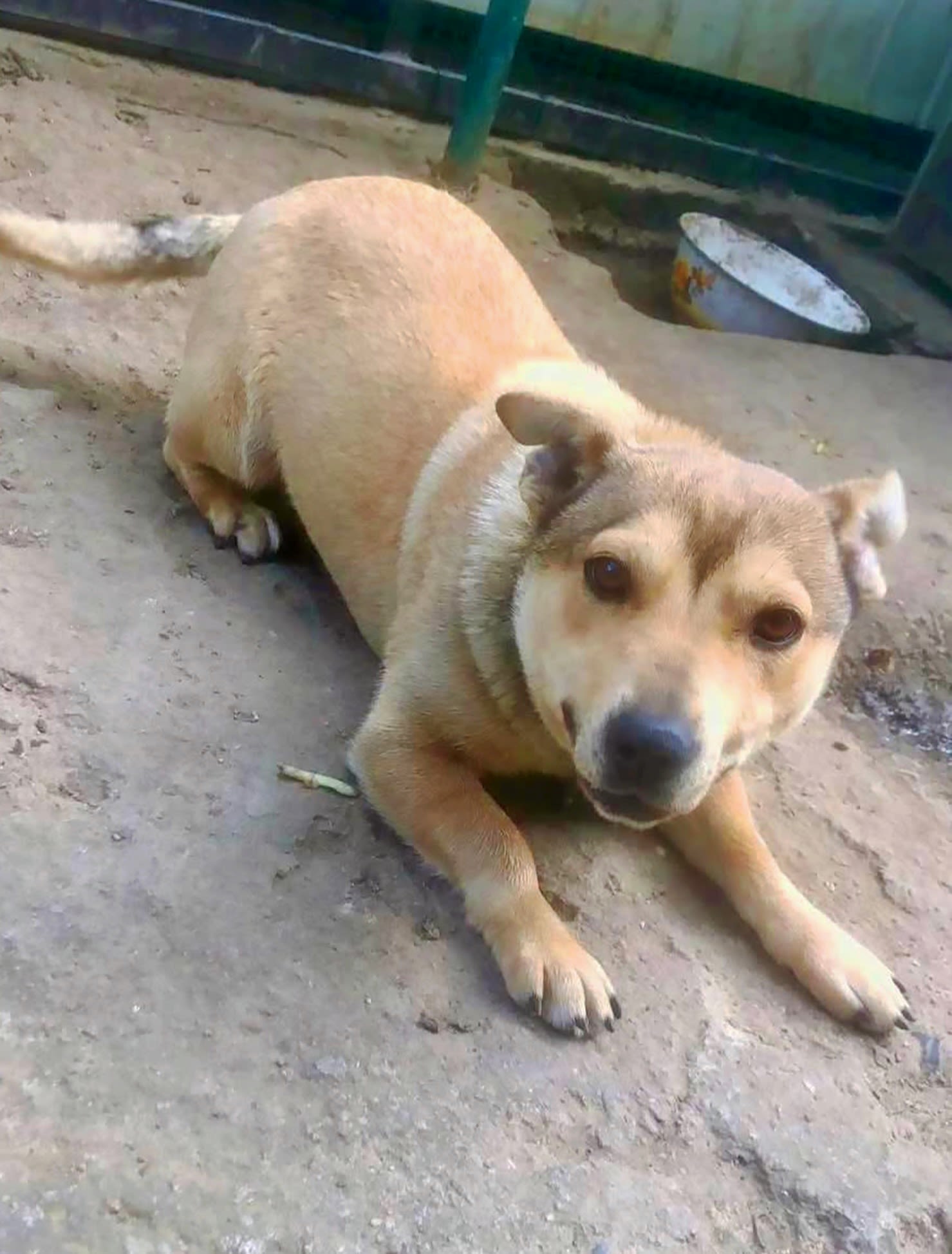 After being rescued by a soldier, Jessy found her forever home after sterilisation made her ready for adoption. Image credit: K9 Rescue International