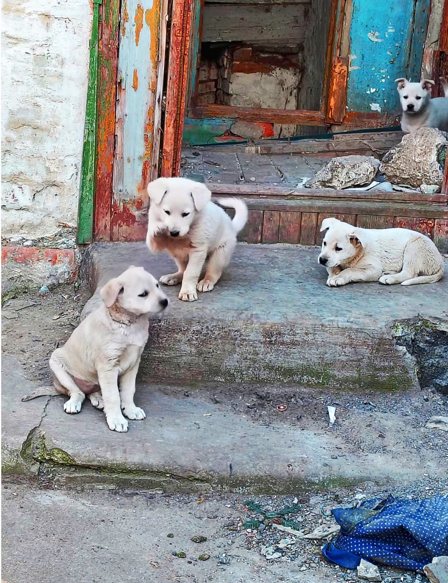 Credit for images: K9 Rescue International