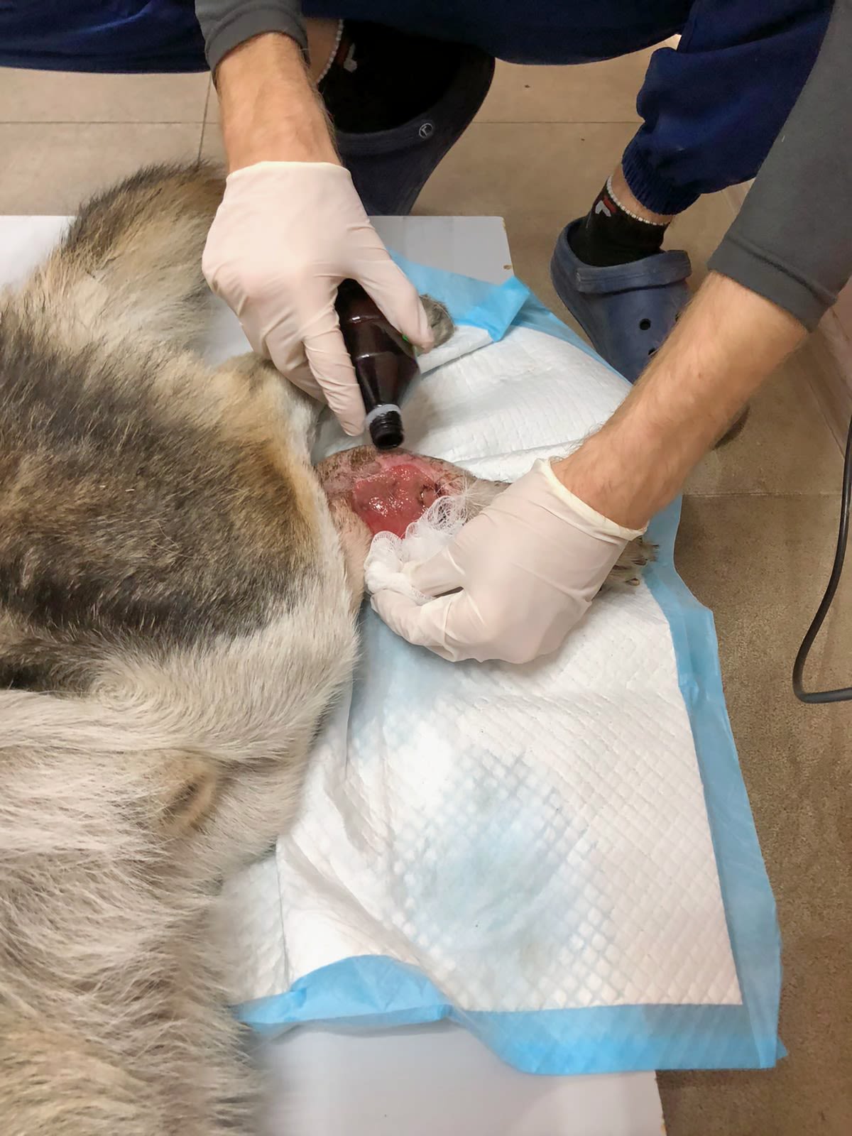 A dog's wound is treated. Image credit: Aid Ukraine UK