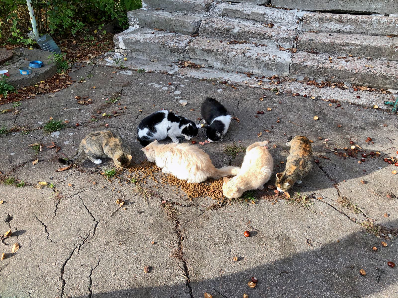 Cats eating after being fed by Aid Ukraine UK volunteers. Image Credit:&nbsp;Aid Ukraine UK