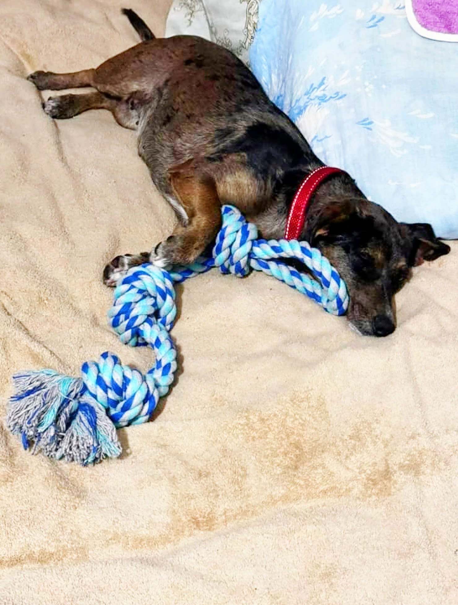 Once a stray and mother, Poppy was caught for sterilisation - her gentle nature won her a home the moment she recovered. Image credit: K9 Rescue International