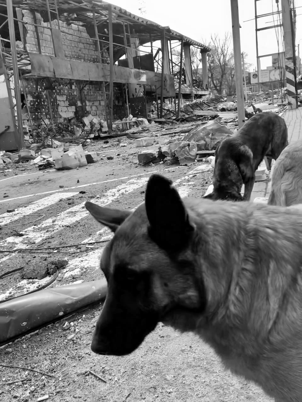 Image credit: Aid Ukraine UK