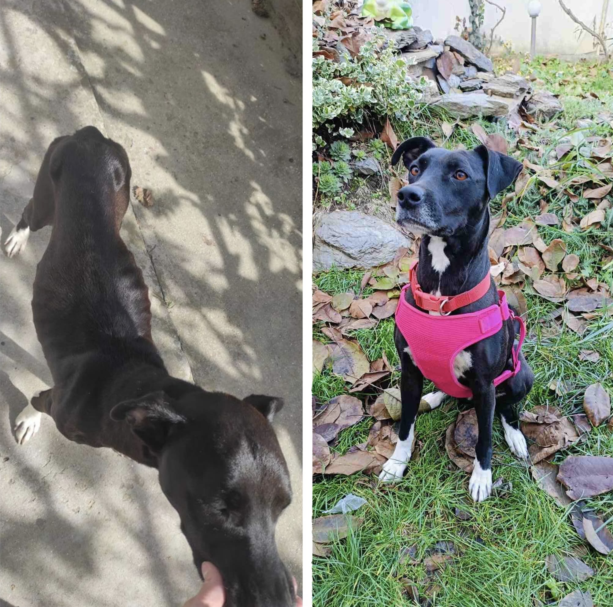 Naida, abandoned and starving on the streets - found love again, sterilisation helped make adoption possible. Image credit: K9 Rescue International