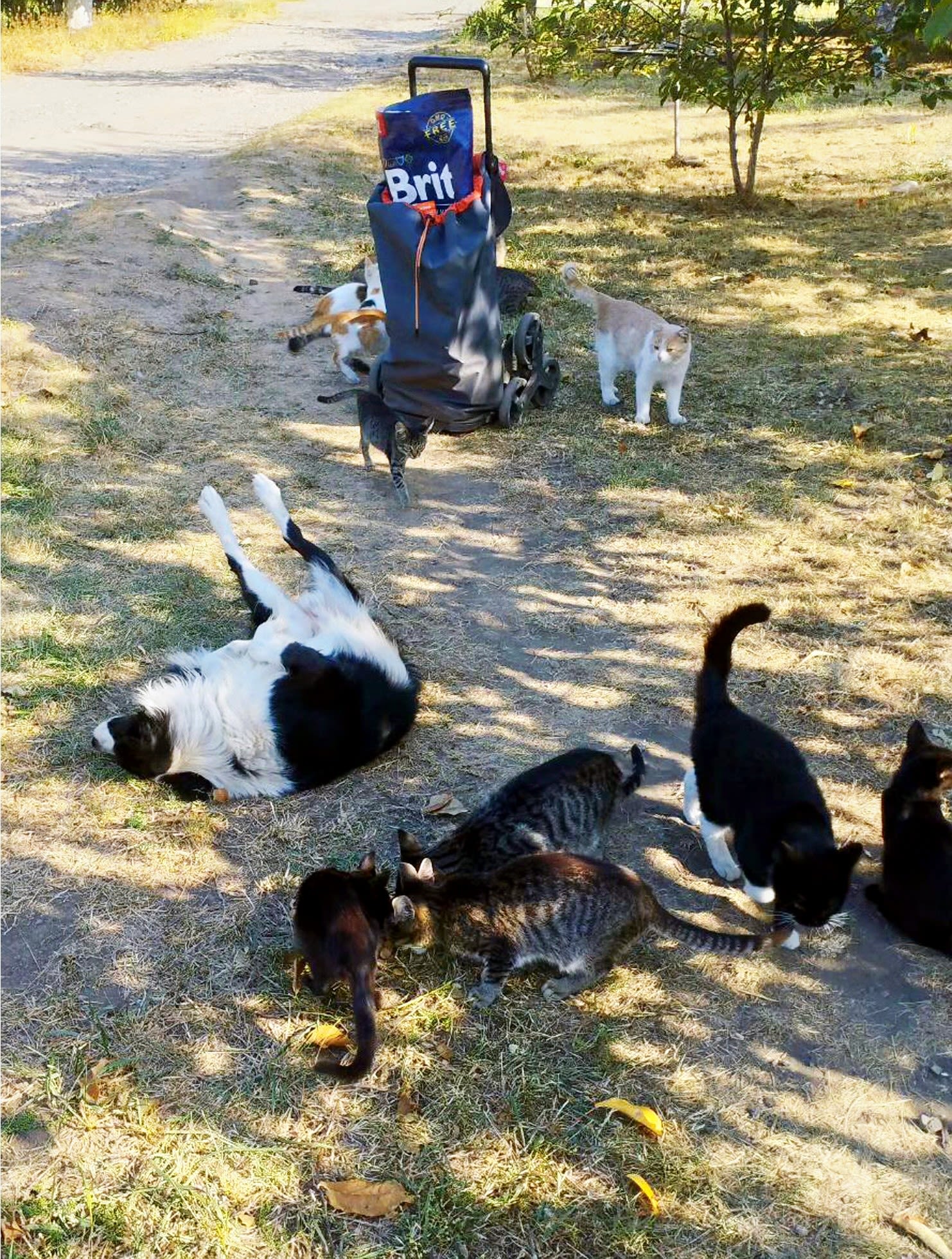 Stray cats and dogs are fed in Kramatorsk, where K9's Frontline Feeding Programme aids in the battle for survival. Image Credit:&nbsp;K9 Rescue International.