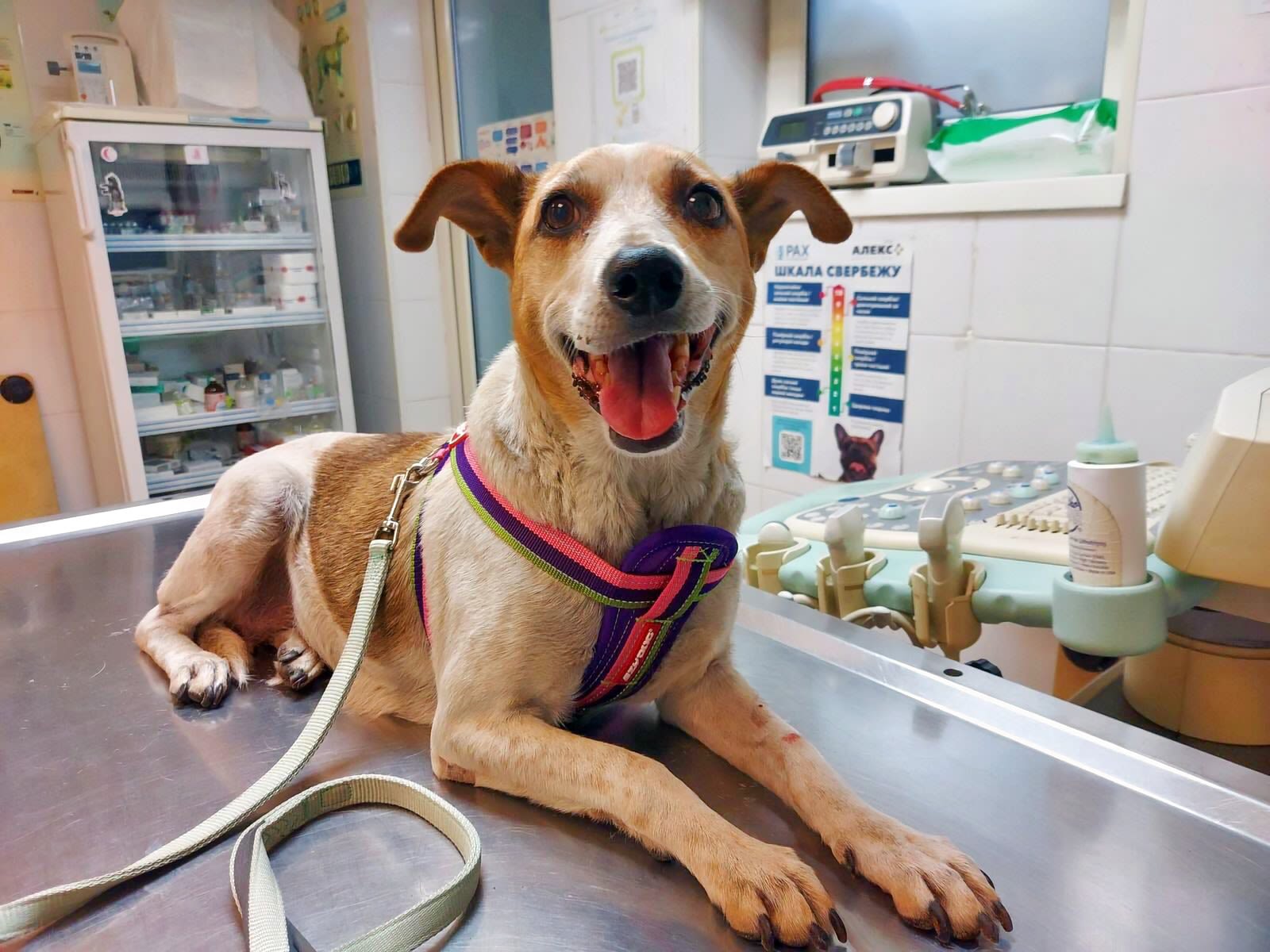 This dog's owner, an elderly grandmother, was killed when her house burned down with her and the other pets perishing in the fire. But the pet pooch was outside so he survived and now has a forever home near Dnipro in Eastern Ukraine. Image Credit:&nbsp;Aid Ukraine UK