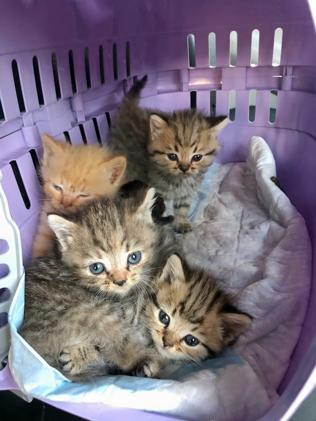 Kittens rescued. Image Credit:&nbsp;Aid Ukraine UK