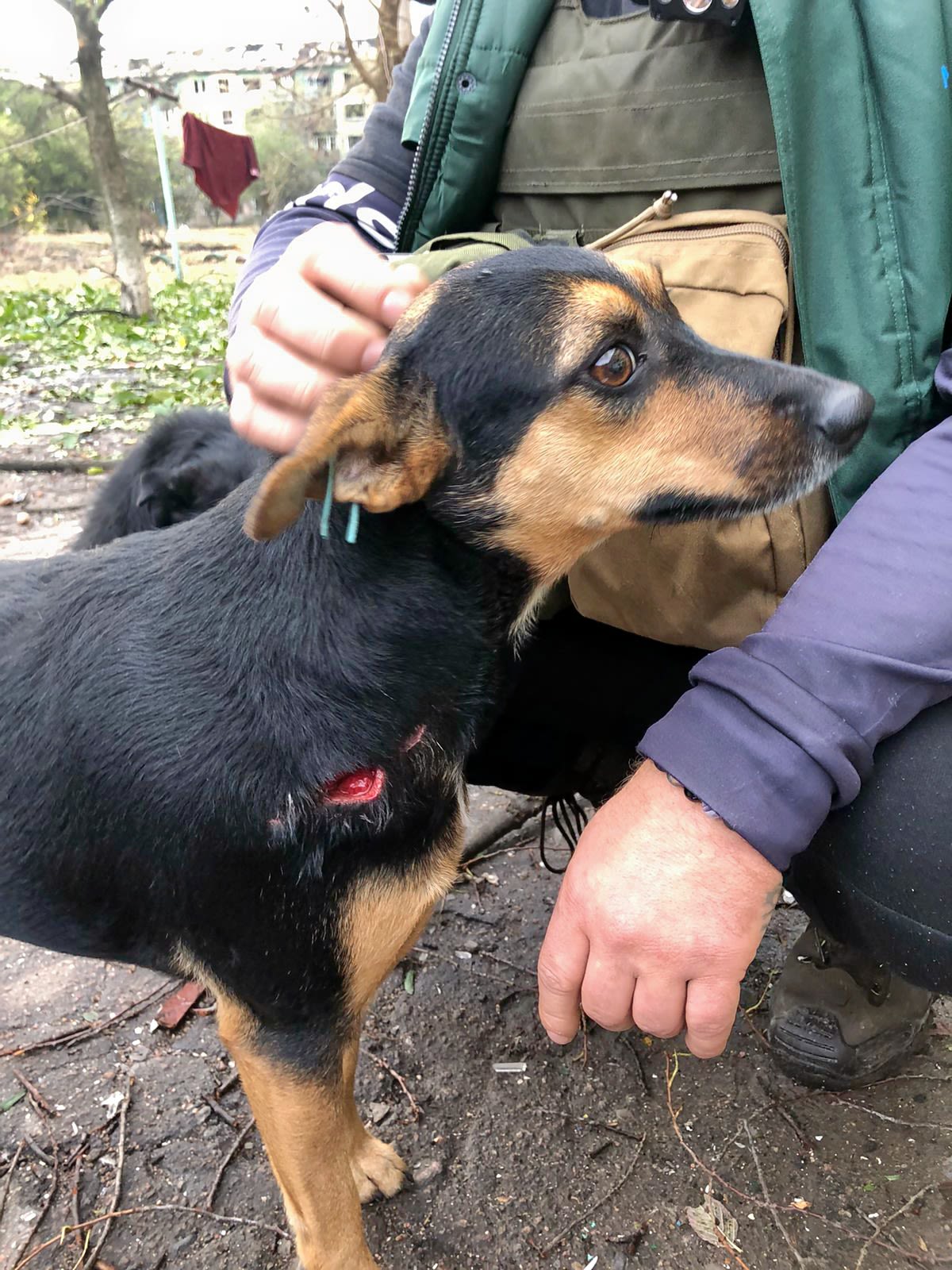 Volunteer reassures a dog.
