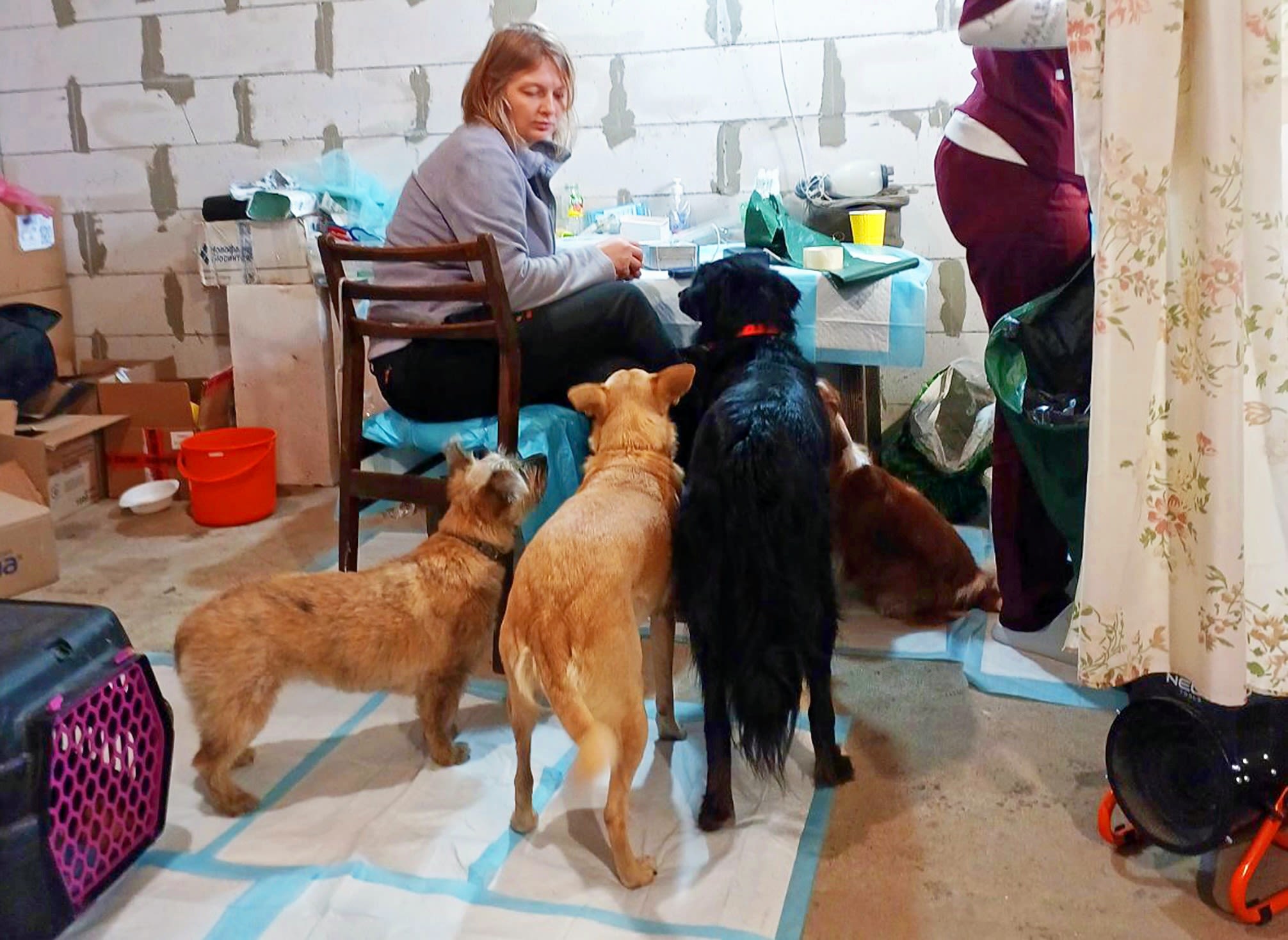 Curious patients line up at a recent K9 Rescue sterilisation event in Ukraine. Each one a step closer to life without having puppies born into hardship.