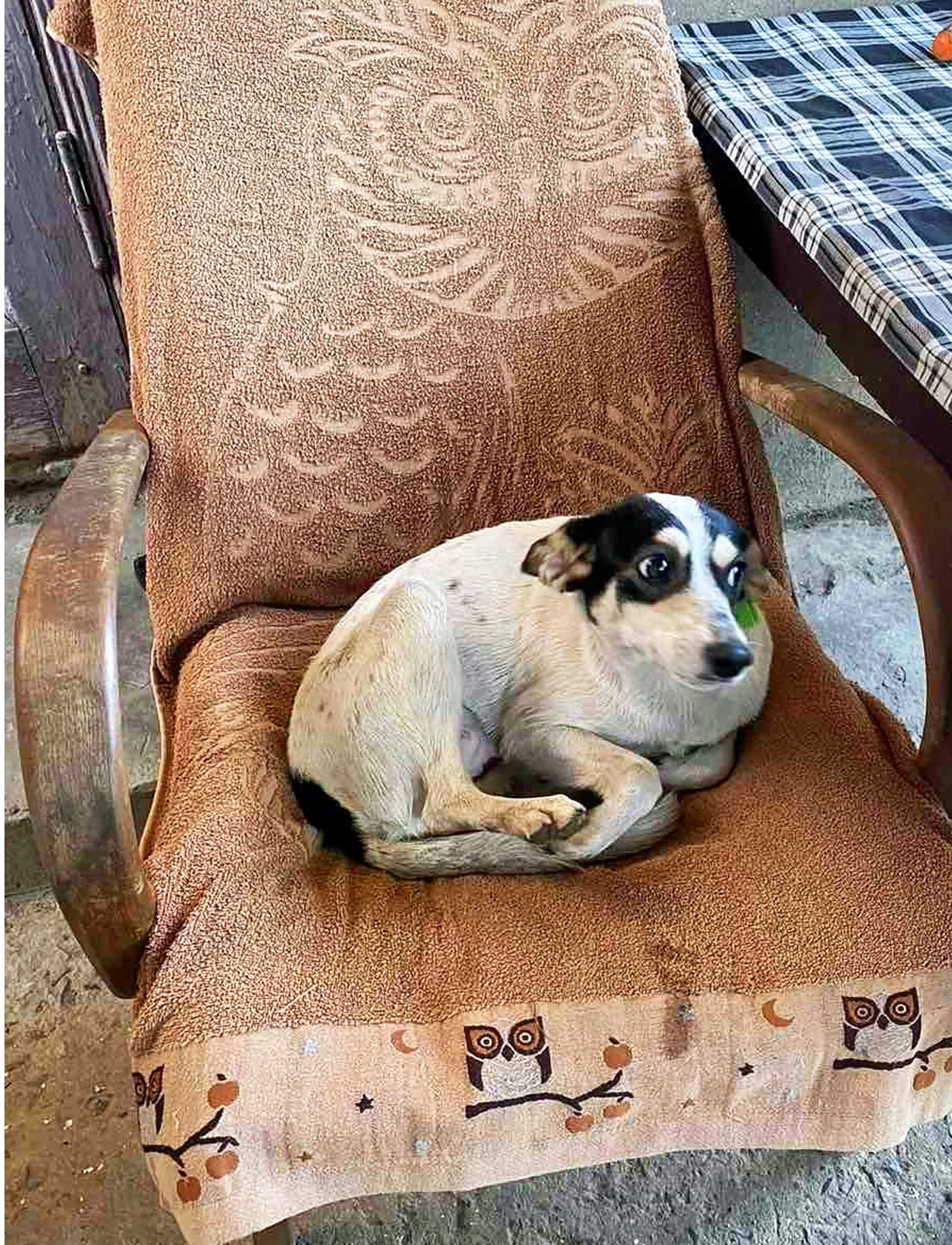 Picked up for sterilisation, Happy was adopted the very next day! She climbed onto a chair like she had always lived there. Image credit: K9 Rescue International