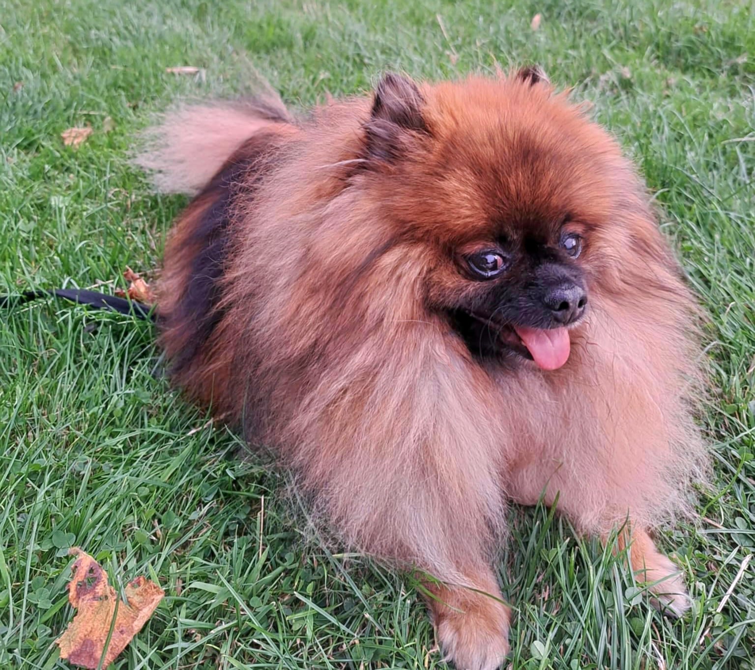 Image credit: Olena Gushul 