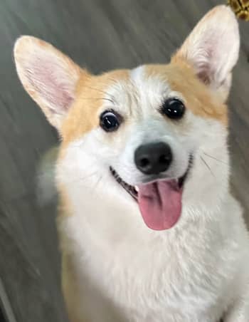 Credit for images: Diana Kocheva